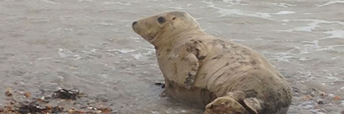 Seal